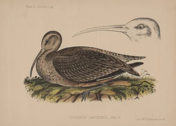 Numenius Tahitiensis (Gmelin), 1855